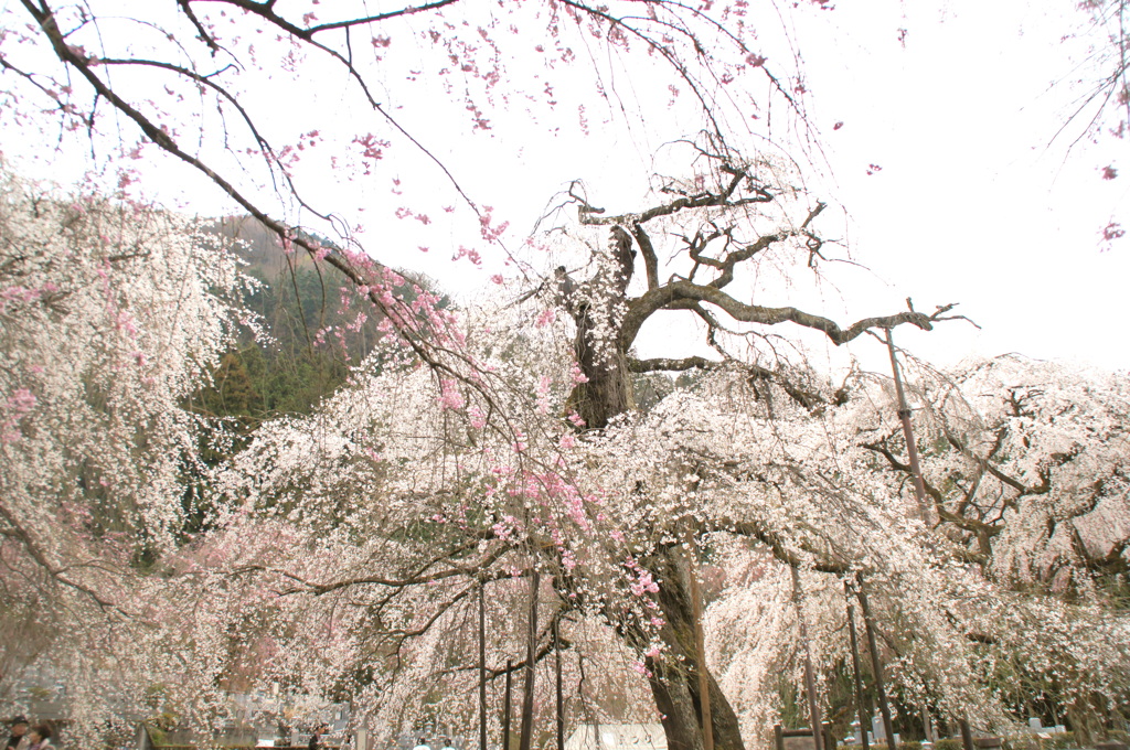青雲寺の紅枝垂桜