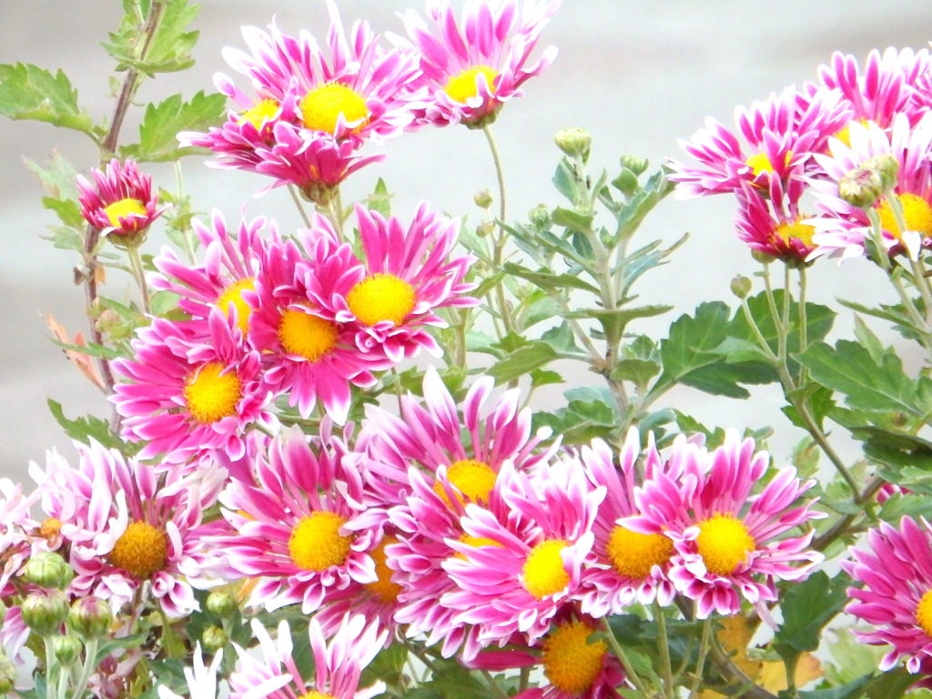 江北の舎人ライナー高架下の花壇のスプレーマム