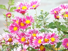 江北の舎人ライナー高架下の花壇のスプレーマム