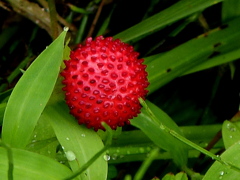 由布院の小川の河原に蛇イチゴの実