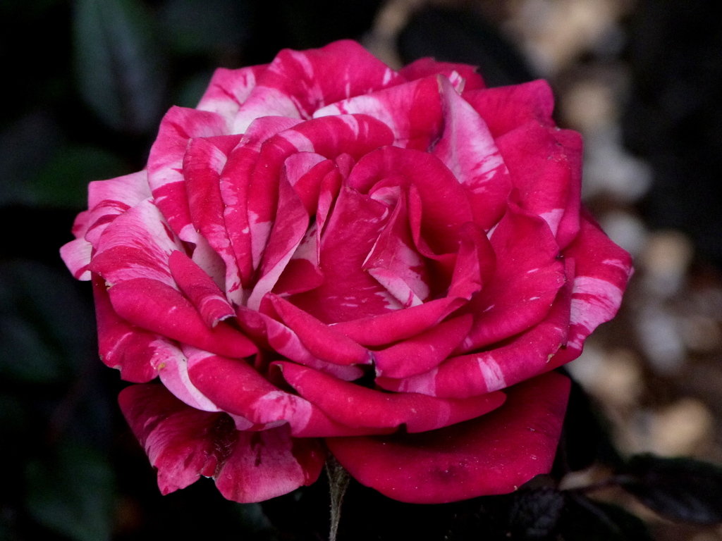 ミニ薔薇