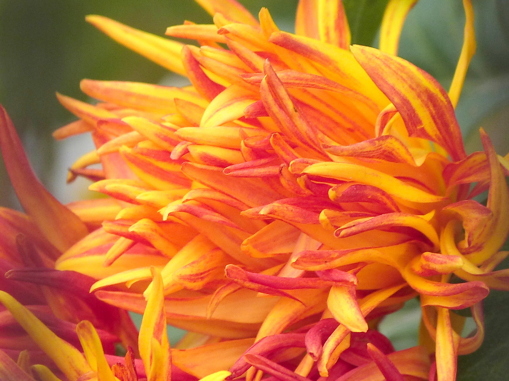 サガ菊ポイオレンジのスプレーマム