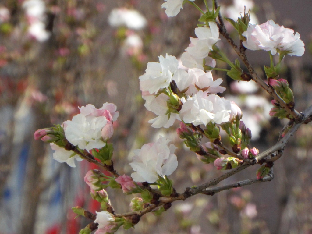 天の川桜