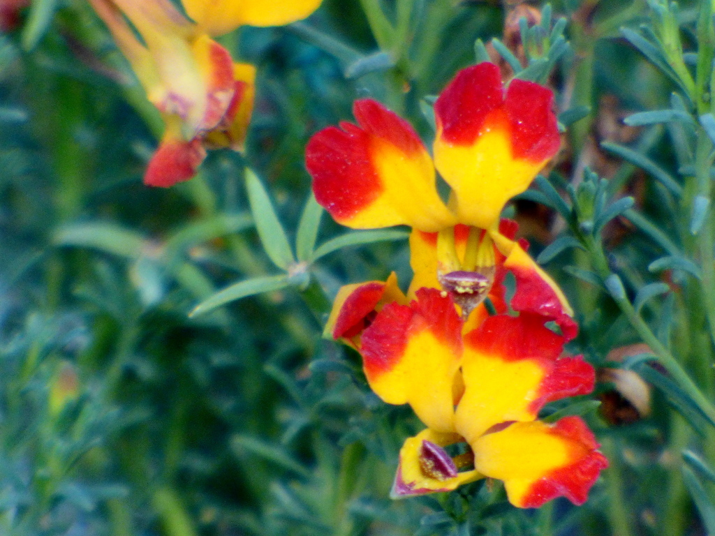 散歩の途中でハツコイソウ