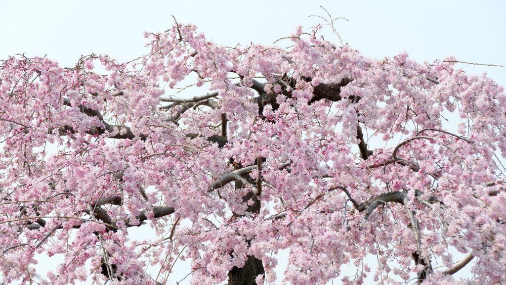 隅田川沿い都立公園の早咲き紅枝垂桜の種類