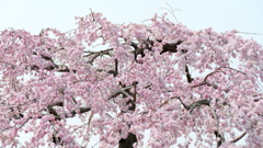 隅田川沿い都立公園の早咲き紅枝垂桜の種類