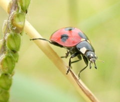 初期のデジカメで撮ったナナホシテントウ