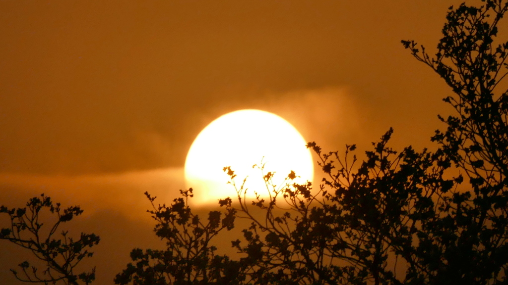 隅田川沿い満開の染井吉野上の雲の中へ