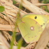 荒川土手の枯草にモンキチョウ
