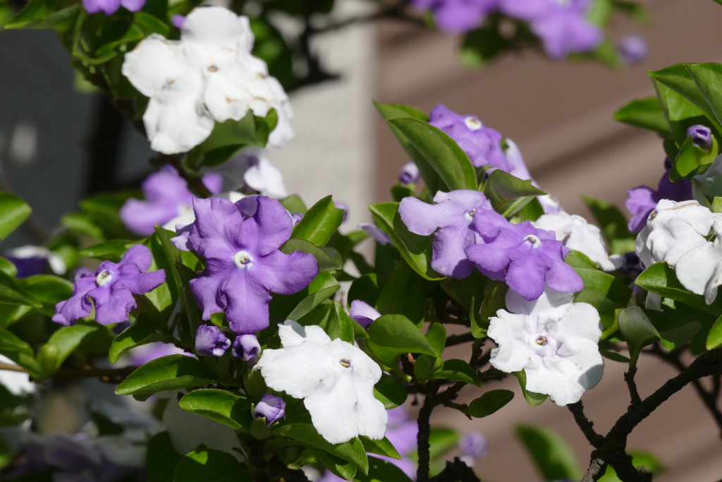 町屋の陽当たりのよい都電通りのにおいばんまつり