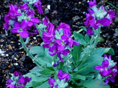 千住の元町桜公園の花壇小の紫のストック