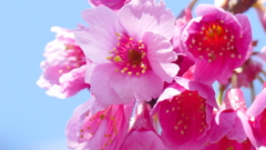 足立区柳原千草園の寒緋桜のしべ