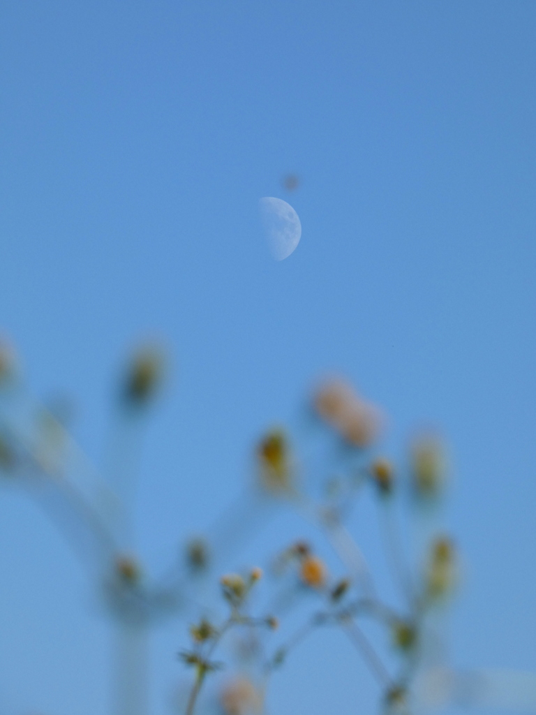 月とセンダン草と