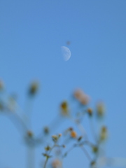 月とセンダン草と