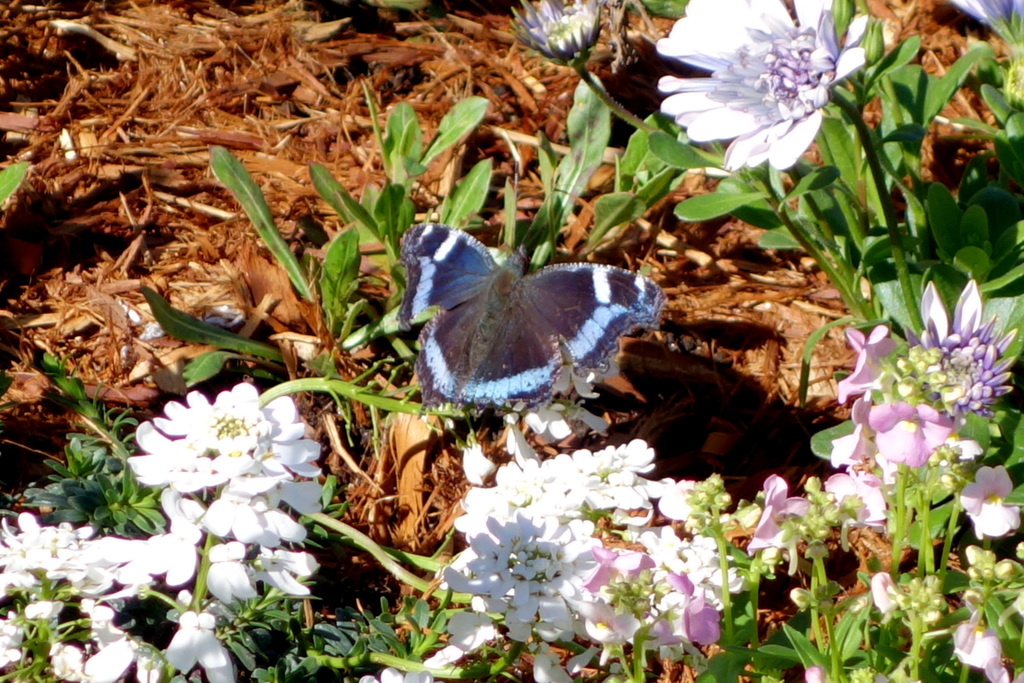 上野の花壇に八重咲ダブルオステオスペルマムの前のルリタテハ