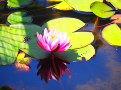 池のスイレン