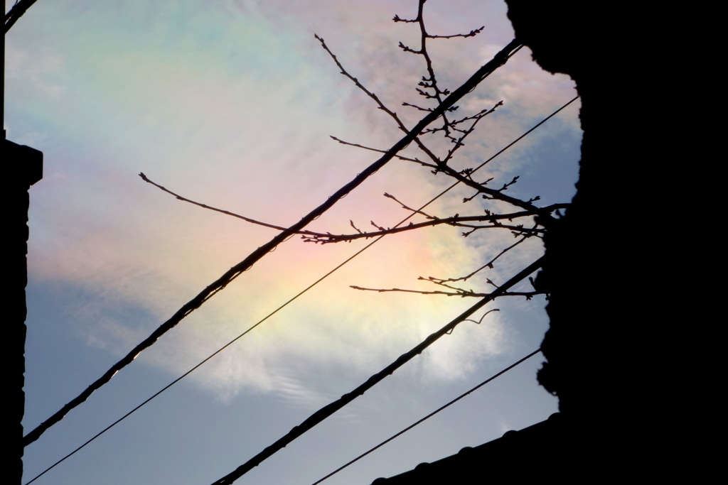柳原土手通りの桜並木の民家の間の電線の大きな彩雲