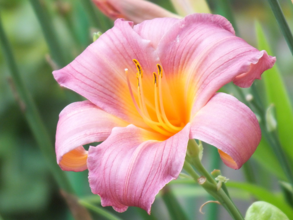 薄赤のヘメロカリス