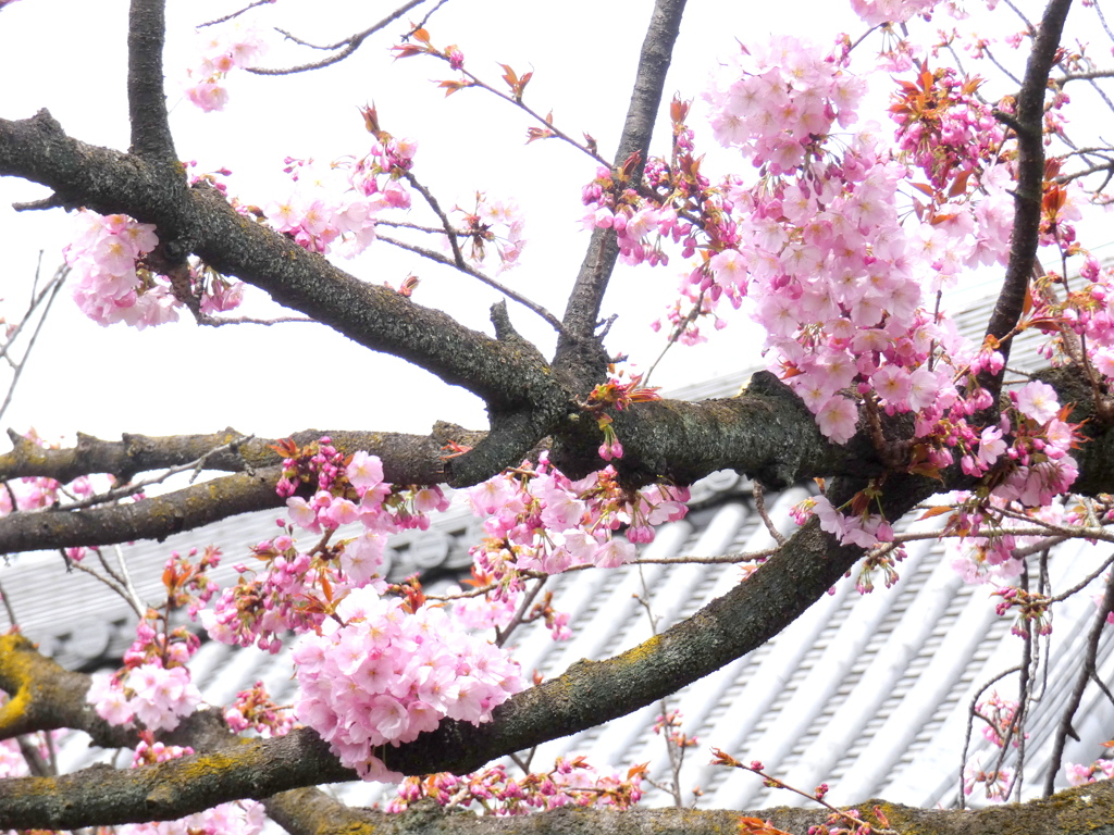 上野両大師の御車返しの桜