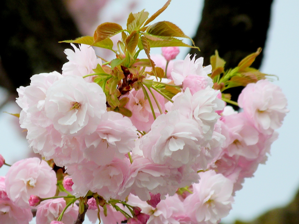 五色桜の八重ピンクの一葉桜