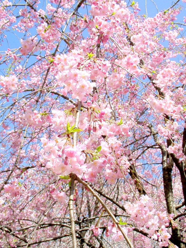 隅田公園紅枝垂桜満開