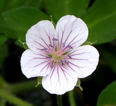 ゲラニウム（ヒメフウロソウ）