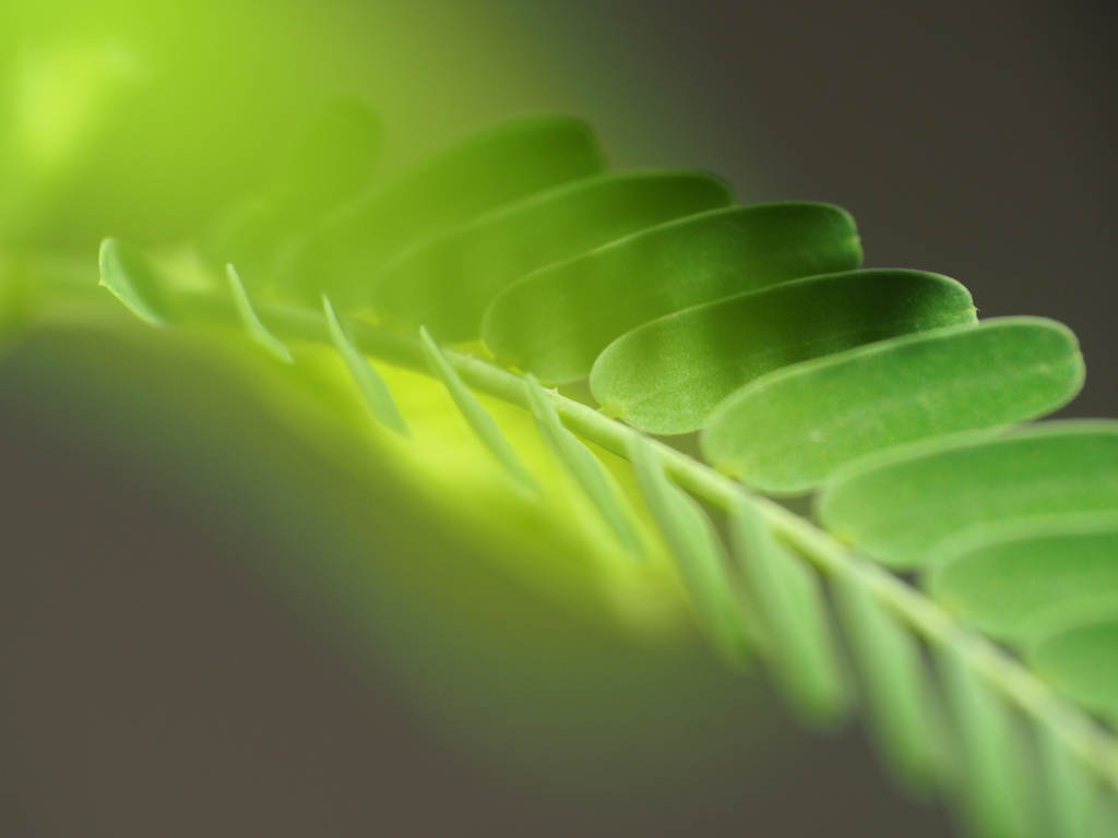 草ねむの葉っぱだけの