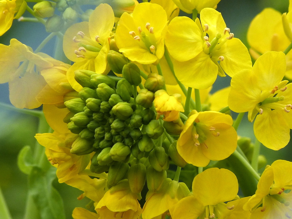 菜の花
