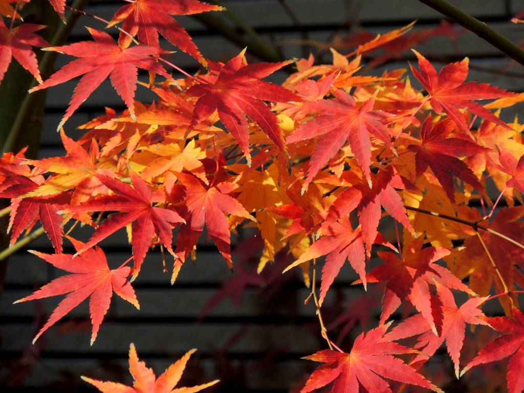 ’23新年の向島の紅葉