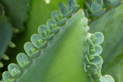 コダカラベンケイソウ（子宝草）