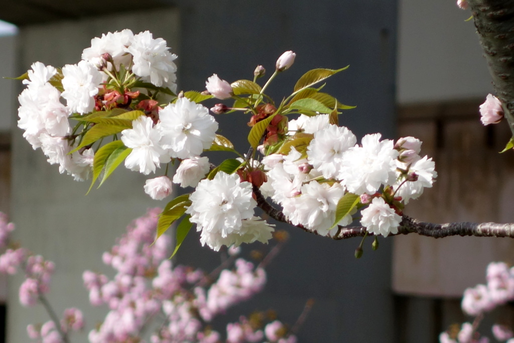 荒川堤五色桜の朱雀バックの増山