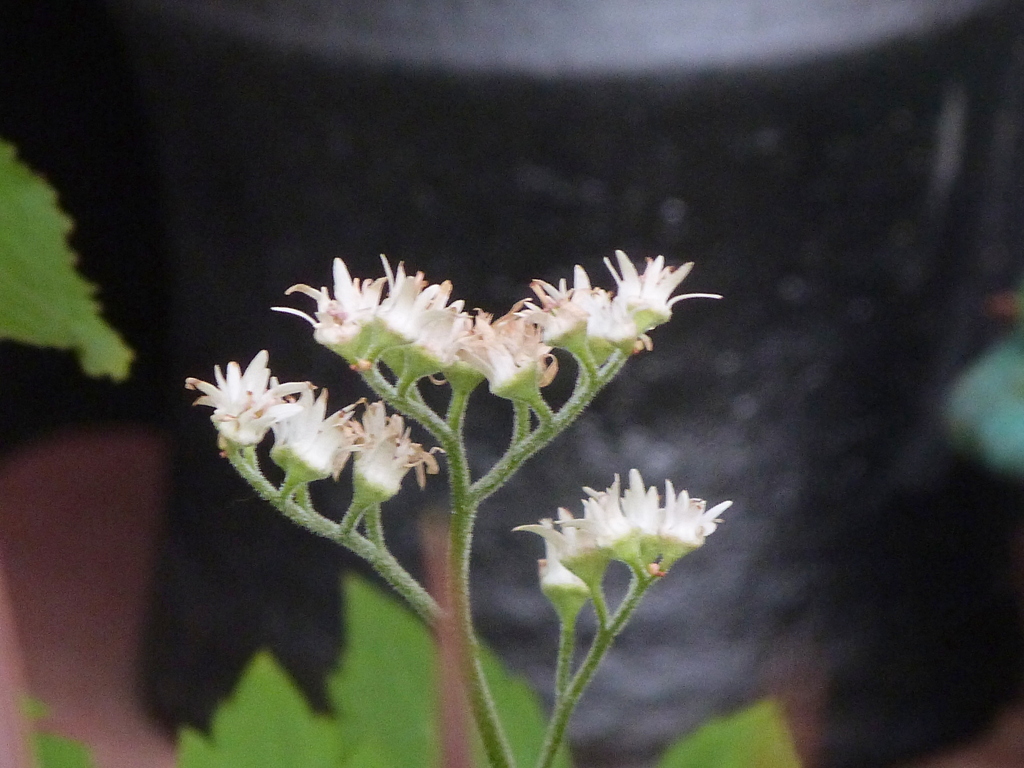 タンチョウソウかな