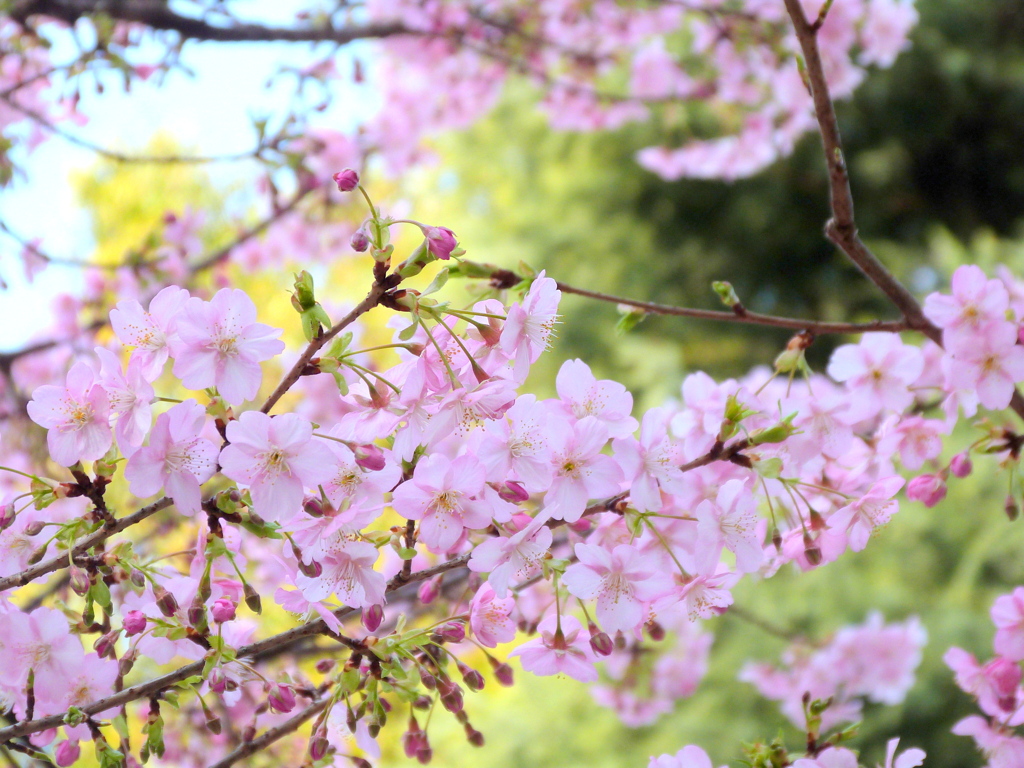 上野の満開の五条天神社の河津桜