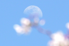 染井吉野と月齢8.4の春のコラボ