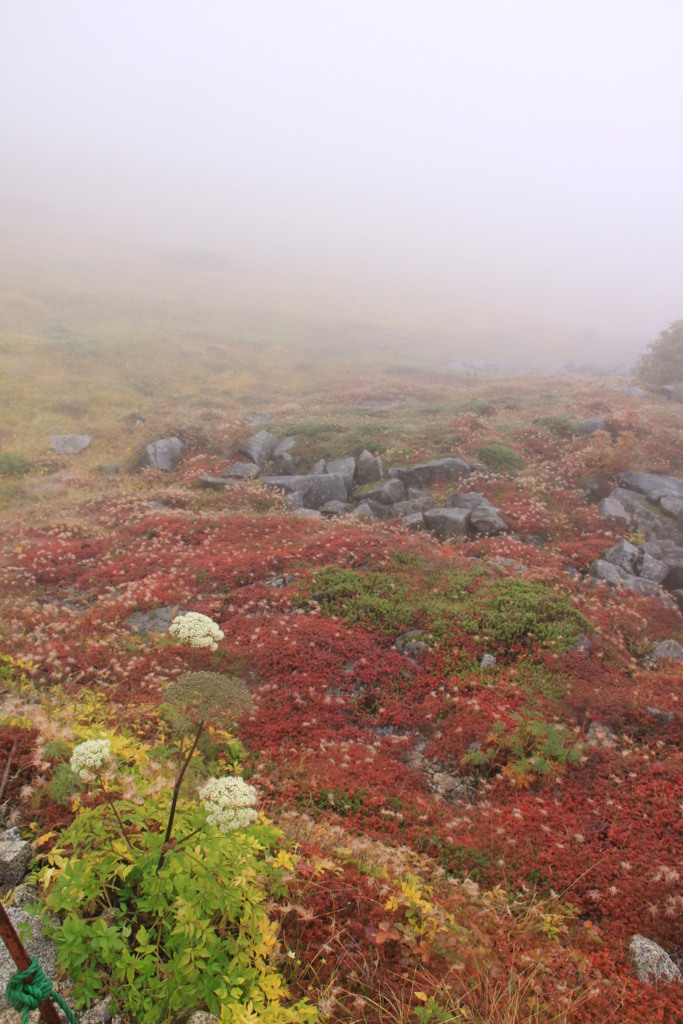 千畳敷カールの層雲とミヤマゼンコ