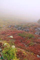 千畳敷カールの層雲とミヤマゼンコ