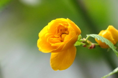 雨上がりのヤエヤマブキ