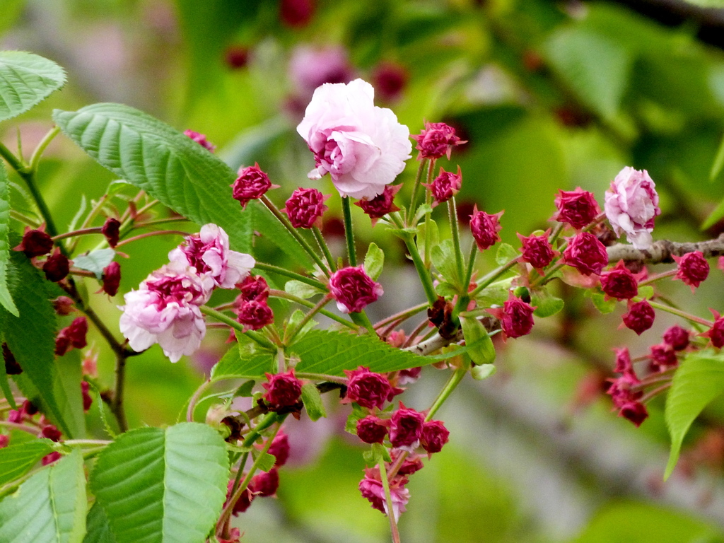 向島のヒヨドリ桜