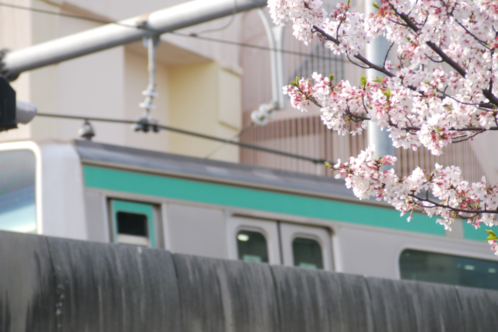 南千住駅に入る常磐線と街路のソメイヨシノ