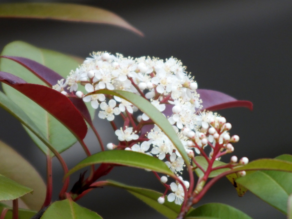 カナメモチの花