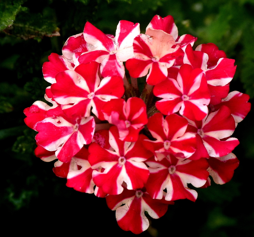 バーベナ（ビジョザクラ）エストレラ・ブードュスター