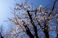 足立区の早咲きのソメイヨシノ