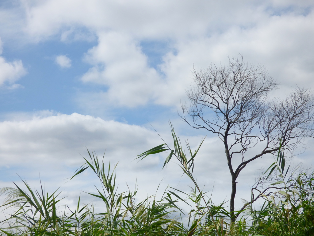 荒川の河原の雲と