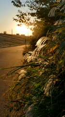 荒川河原の夕日