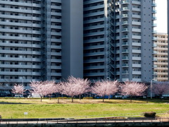 向うの隅田川土手のオオカンザクラ並木