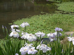 あさざ池の白い花菖蒲