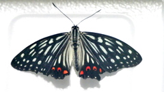 アカボシゴマダラ♂