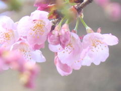 薄ピンクの清楚なオオカンザクラ咲き