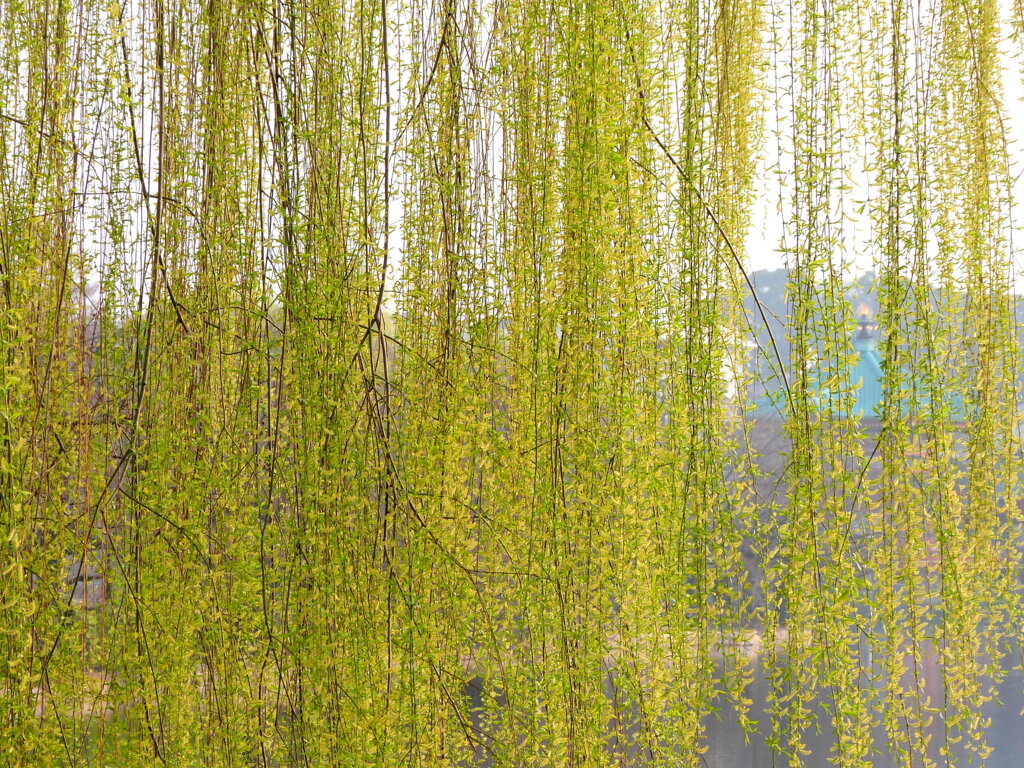 上野不忍池のしだれ柳