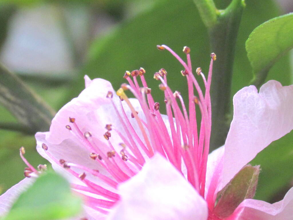 ももの蕊